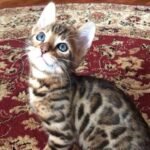 61 Hercules purebred Bengal male kitten