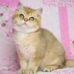 485 Archie British shorthair male kitten