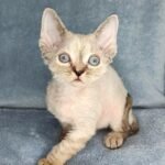 112 Zara female kitten Devon Rex