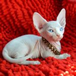 226 Alissandra female Bambino kitten