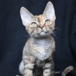 Federica female kitten Devon Rex
