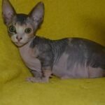 Sausage female Bambino kitten