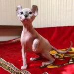 100 Quattro female Elf kitten