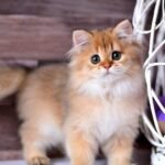 426 Tiffany British longhair female kitten