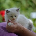 Muza Ragdoll female kitten