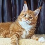 837 Nixon Maine Coon male kitten