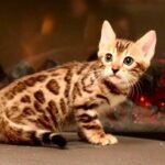 42 Ameliya purebred Bengal female kitten