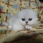 Emperator Scottish fold longhair male kitten