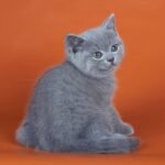 Vinno British shorthair male kitten