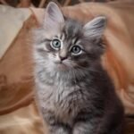 462 Anton Siberian male kitten