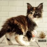 844 Margo Maine Coon female kitten