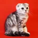 328 Bonik Scottish fold shorthair male kitten