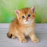 325 Martin British shorthair male kitten