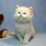 735 Xenon Siberian male kitten