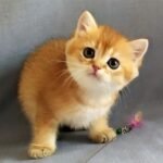 451 Prince of Persia British shorthair male kitten