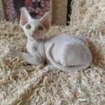 Nils male kitten Devon Rex