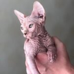 187 Tony male Sphinx kitten