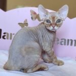 149 Tiger male kitten Devon Rex