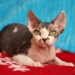 161 Amigo male kitten Devon Rex