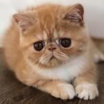119 Lexus Exotic shorthair male kitten