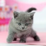 Luna British shorthair female kitten