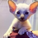 219 Fionit Oriental male kitten