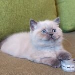 444 Jeffrey Scottish straight shorthair male kitten