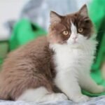 459 Havoc British longhair male kitten