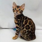41 Esenia purebred Bengal female kitten