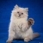 Matilda Siberian female kitten