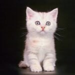 311 Salermo Munchkin shorthair male kitten