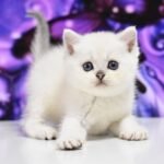 Usher British shorthair male kitten