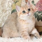 489 Potap British shorthair male kitten