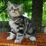 Archi Scottish straight shorthair male kitten