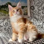 833 Q* Cavalier Fox Maine Coon male kitten