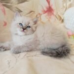 Landysh Siberian male kitten