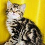 325 Baby Lee Scottish straight shorthair female kitten