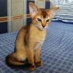 138 Alicia purebred Abyssinian female kitten