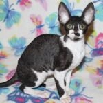 199 Honda female kitten Cornish Rex