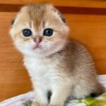 211 Lavanda Scottish fold shorthair female kitten