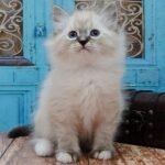 706 Wild Siberian male kitten