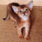72 Gucci purebred Abyssinian male kitten