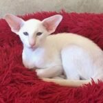 141 Higher Oriental male kitten