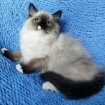 443 Oliver Ragdoll male kitten