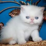 104 Jenny Exotic shorthair female kitten