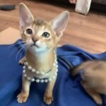 133 Berta purebred Abyssinian female kitten