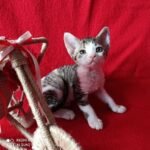 Imany female kitten Devon Rex