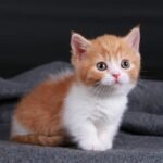 334 Pipina Munchkin female kitten