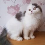 289 Quentin Scottish fold longhair male kitten