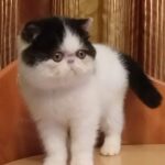 37 Nicolas Exotic shorthair male kitten